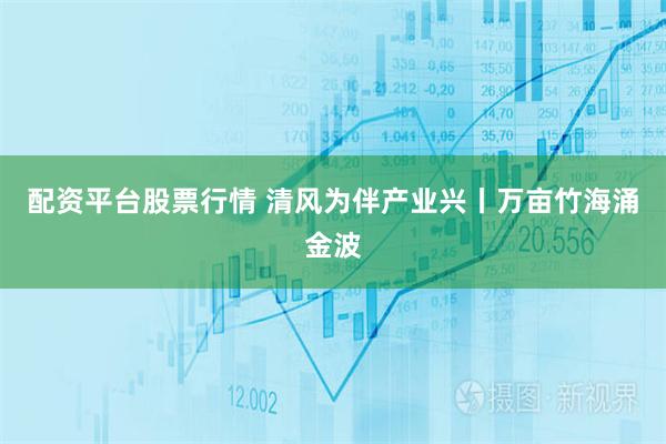 配资平台股票行情 清风为伴产业兴丨万亩竹海涌金波